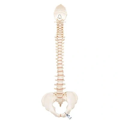 Abbildung von 3B Scientific Menschliche Anatomie BONElike ™ Wirbelsäule + kostenlose App Smart Anatomy