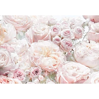 Abbildung von Komar Fototapete &quot;Spring Roses&quot;, 368x254 cm (Breite x Höhe), inklusive Kleister