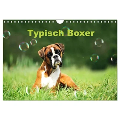 Abbildung von Typisch Boxer (Wandkalender 2025 DIN A4 quer), CALVENDO Monatskalender