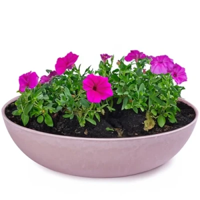 Abbildung von matches21 HOME &amp; HOBBY Pflanzschale für draussen in alt rosa marmoriert 30 x 9 cm als wetterfeste Blumen Schale