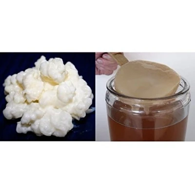 Abbildung von Packung 40g Milchkefir Pilz / Knollen + Kombucha Scoby Anleitung Rezepte Hilfe und Beratung in Deutsch KEFIRALIA®