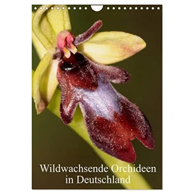 Abbildung von Wildwachsende Orchideen in Deutschland (Wandkalender 2025 DIN A4 hoch), CALVENDO Monatskalender