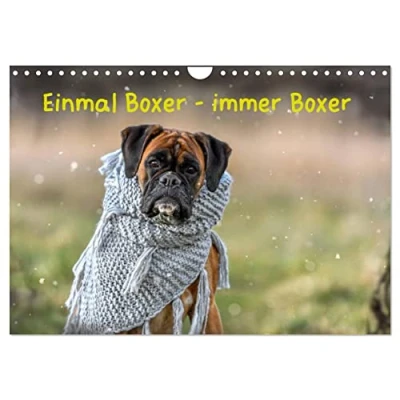 Abbildung von Einmal Boxer immer (Wandkalender 2025 DIN A4 quer), CALVENDO Monatskalender