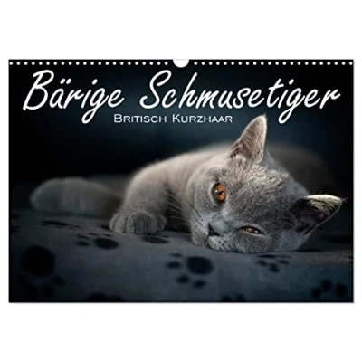 Abbildung von Bärige Schmusetiger Britisch Kurzhaar/CH Version (Wandkalender 2025 DIN A3 quer), CALVENDO Monatskalender