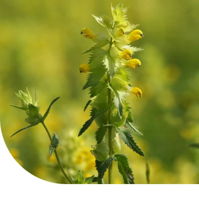 Abbildung von Blumensamen Große Klappertopf Rhinanthus angustifolius 100 Gramm ±25.000 Samen MRS Seeds &amp; Mixtures