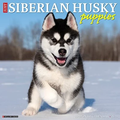Abbildung von Just Siberian Husky Puppies 2023 Wall Calendar