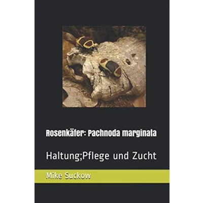 Abbildung von Rosenkäfer: Pachnoda marginata: Haltung;Pflege und Zucht