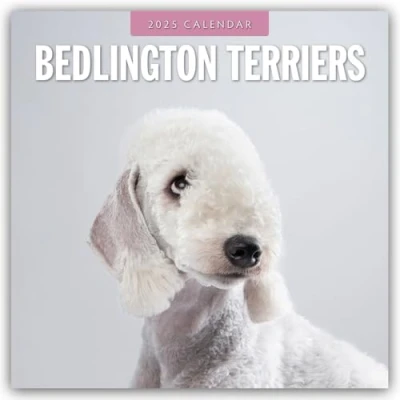 Abbildung von Bedlington Terrier Terriers 2025 16 Monatskalender: Original Red Robin Publishing Ltd Kalender [Mehrsprachig] [Kalender] (Wall Kalender)
