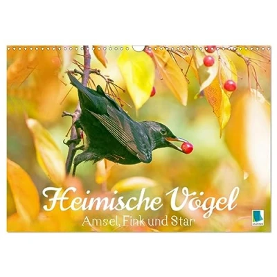 Abbildung von Amsel, Fink und Star: Heimische Vögel (Wandkalender 2025 DIN A3 quer), CALVENDO Monatskalender