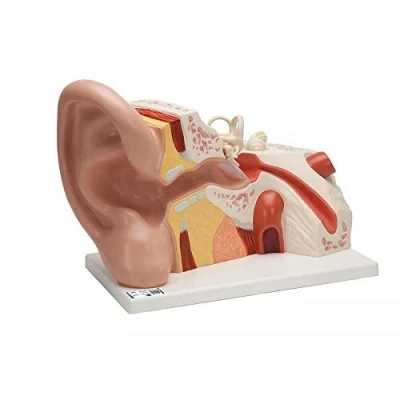 Abbildung von 3B Scientific Smart Anatomy VJ513 Ohr Modell, groß, 5 fach vergrößert, 3 teilig + kostenlose Anatomie App
