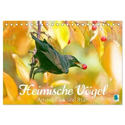 Abbildung von Amsel, Fink und Star: Heimische Vögel (Tischkalender 2025 DIN A5 quer), CALVENDO Monatskalender