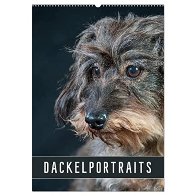 Abbildung von Dackelportraits (Wandkalender 2025 DIN A2 hoch), CALVENDO Monatskalender