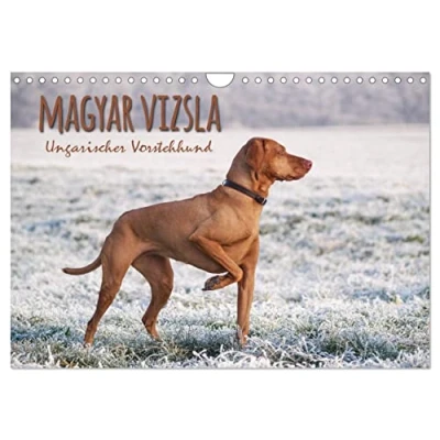 Abbildung von Magyar Vizsla Ungarischer Vorstehhund (Wandkalender 2025 DIN A4 quer), CALVENDO Monatskalender