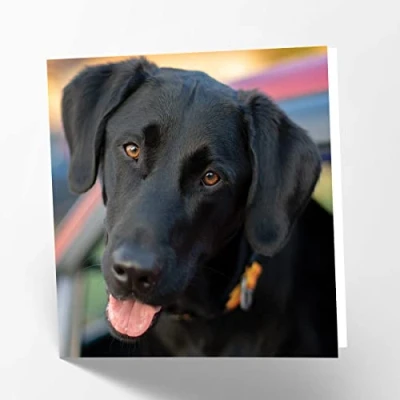 Abbildung von Maturi Blanko Grußkarte mit schwarzem Labrador Motiv