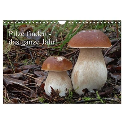 Abbildung von Pilze finden das ganze Jahr! (Wandkalender 2025 DIN A4 quer), CALVENDO Monatskalender