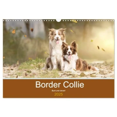 Abbildung von Border Collie Bunt und clever! (Wandkalender 2025 DIN A3 quer), CALVENDO Monatskalender