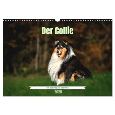 Abbildung von der Collie beste Hund Welt (Wandkalender 2025 DIN A3 quer), CALVENDO Monatskalender