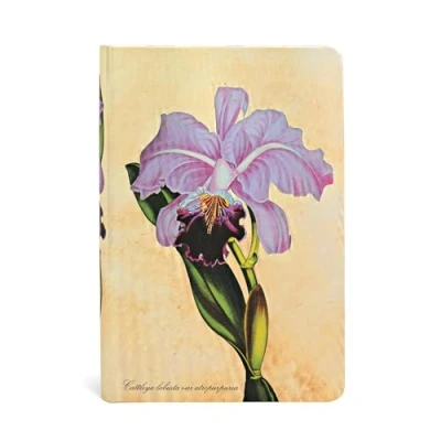 Abbildung von Paperblanks Botanikmalerei Brasilianische Orchidee Notizbuch Mini Liniert: Lined (Painted Botanicals)
