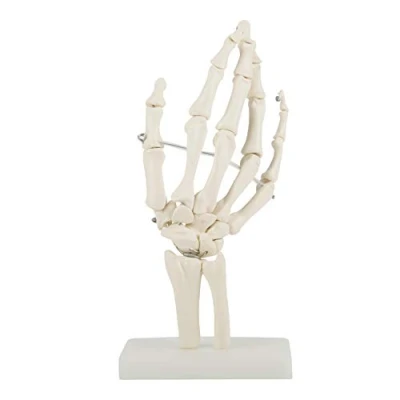 Abbildung von Hand Skelett Modell, Modell des Menschlichen Handgelenks, Medizinisches anatomisches lebensgroßes menschliches Handgelenk Studien für Schulen Krankenhauslaborausrüstung