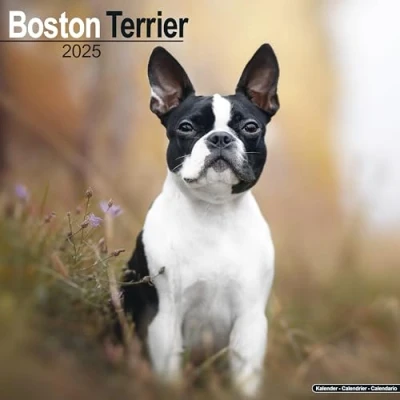 Abbildung von Boston Terrier 2025 16 Monatskalender: Original Avonside Kalender [Mehrsprachig] [Kalender] (Wall Kalender)