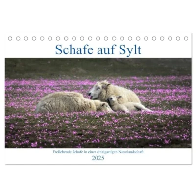 Abbildung von Schafe auf Sylt (Tischkalender 2025 DIN A5 quer), CALVENDO Monatskalender