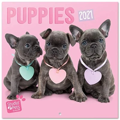 Abbildung von Erik Wandkalender Studio Pets Welpen Kalender 2021 für 16 Monate