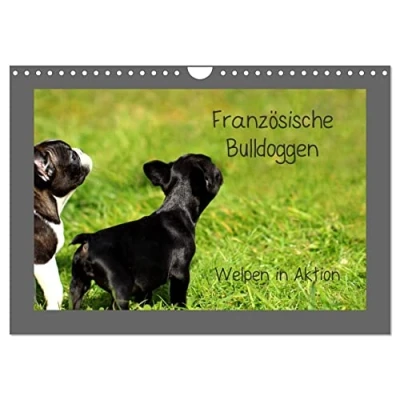 Abbildung von Französische Bulldoggen (Wandkalender 2025 DIN A4 quer), CALVENDO Monatskalender