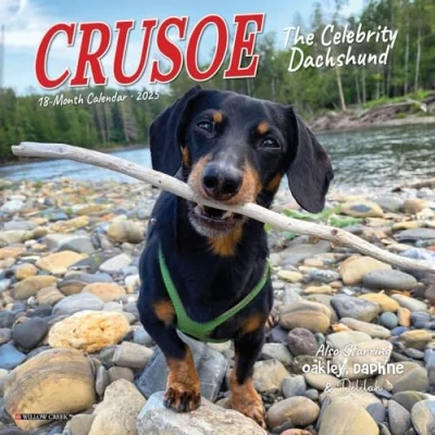 Abbildung von Crusoe the Celebrity Dachshund 2025 Mini