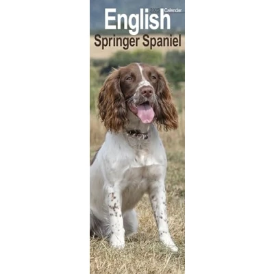 Abbildung von English Springer Spaniel Slim Calendar 2025 Dog Breed Slimline 12 Month