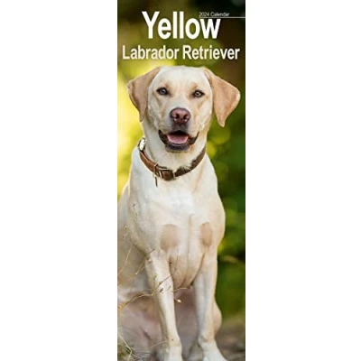 Abbildung von Yellow Labrador Retriever Gelbe Labradore 2024: Original Avonside Kalender Slimline [Mehrsprachig] [Kalender] (Slimline Kalender)