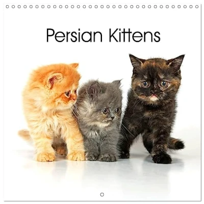 Abbildung von Persian Kittens (Wall Calendar 2025 12 x Inch) CALVENDO Month Wall