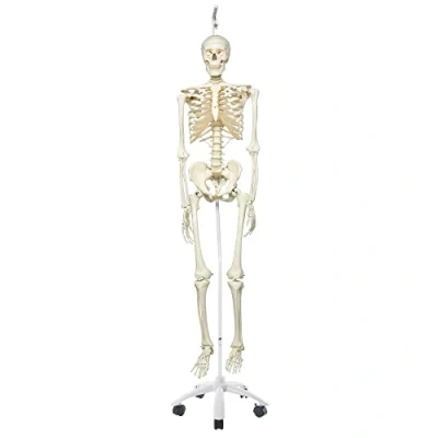 Abbildung von 3B Scientific Anatomie Skelettmodell „Stan“ klassisch, auf Hängeständer A10/1 Smart Anatomy