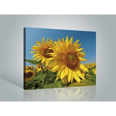 Abbildung von 1art1 Blumen Poster Sonnenblumen Feld Bilder Leinwand Bild Auf Keilrahmen XXL Wandbild Kunstdruck Als Leinwandbild 80x60 cm