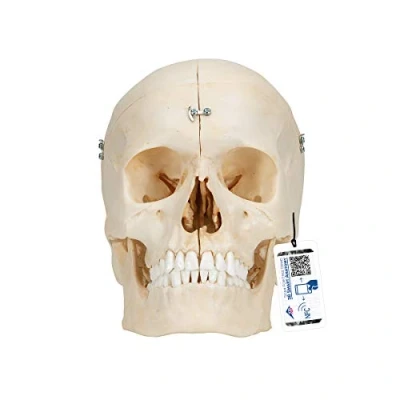 Abbildung von 3B Scientific Menschliche Anatomie BONElike ™ Knöchernes Schädelmodell, 6 teilig + kostenlose App Smart Anatomy