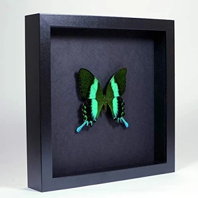 Abbildung von De Museumwinkel.com Papilio blumei Der grüne Schwalbenschwanz Echter präparierter Schmetterling montiert unter Glas in handgefertigten eleganten schwarzen Holzrahmen
