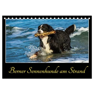 Abbildung von Berner Sennenhunde am Strand (Tischkalender 2025 DIN A5 quer), CALVENDO Monatskalender