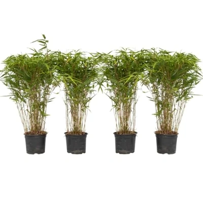 Abbildung von Plant in a Box Fargesia nitida &#039;Gansu&#039; 4er Set dunkelvioletter Bambus Topf 17cm Höhe 50 70cm nicht invasiv Winterhart Immergrün