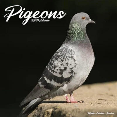 Abbildung von Pigeons Tauben 2025 16 Monatskalender: Original Avonside Kalender [Mehrsprachig] [Kalender] (Wall Kalender)