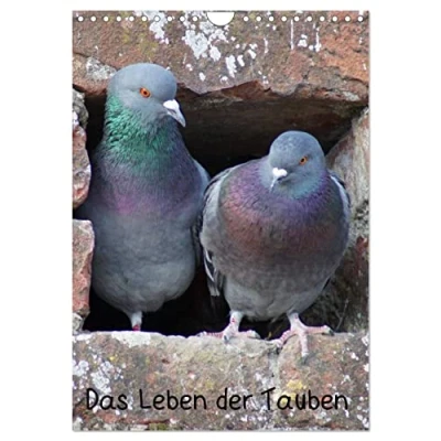Abbildung von Das Leben der Tauben (Wandkalender 2025 DIN A4 hoch), CALVENDO Monatskalender