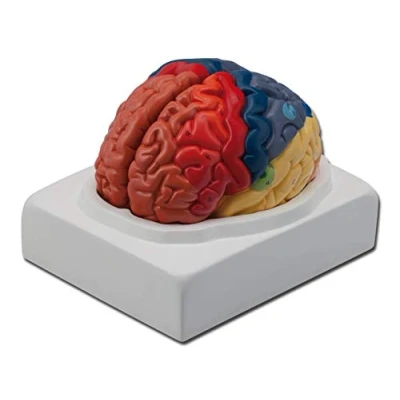 Abbildung von Gima 2 teiliges anatomisches Modell des menschlichen Gehirns mit farbigen Gehirnregionen, 1X Vergrößerung