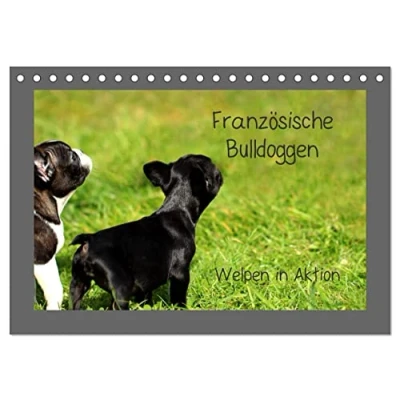 Abbildung von Französische Bulldoggen (Tischkalender 2025 DIN A5 quer), CALVENDO Monatskalender
