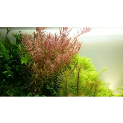 Abbildung von AquaOne Aquarium Pflanze Rotala rotundifolia I Mittelgrund Wasserpflanze Aquariumpflanze Stängelpflanze voll durchwurzelt Aquascaping Dekoration