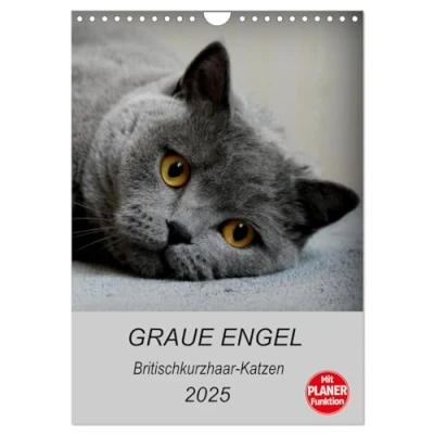 Abbildung von Graue Engel Britischkurzhaar Katzen (Wandkalender 2025 DIN A4 hoch), CALVENDO Monatskalender