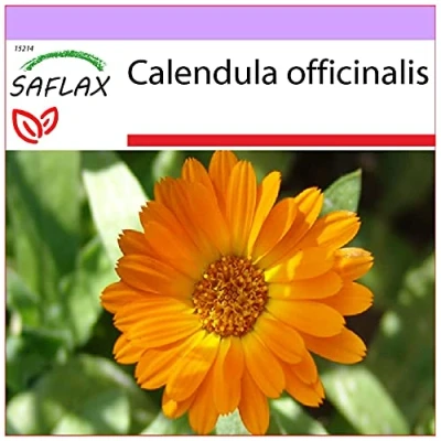 Abbildung von SAFLAX Heilpflanzen Ringelblume 50 Samen Calendula officinalis