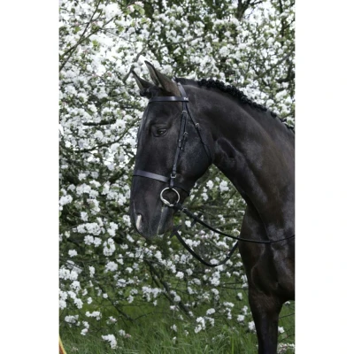 Abbildung von Riding World Trense mit Hohem Nasenriemen VB