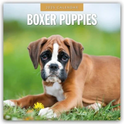 Abbildung von Boxer Puppies Deutsche Welpen 2025 16 Monatskalender: Original Red Robin Publishing Ltd Kalender [Mehrsprachig] [Kalender] (Wall Kalender)