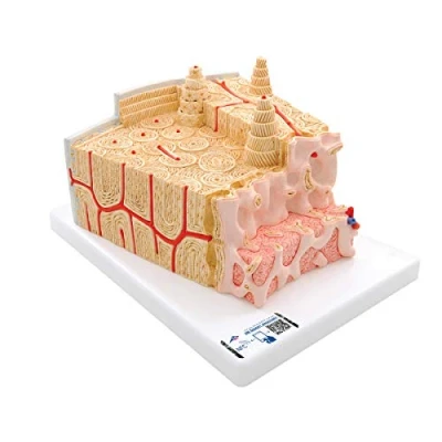 Abbildung von 3B Scientific Menschliche Anatomie MICROanatomy ™ Knochenstruktur 80 fache Vergrößerung + kostenlose App Smart Anatomy