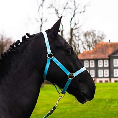 Abbildung von Halfter für Pferd Warmblut, Vollblut, Kaltblut Stallhalfter, Weidehalfter, 2 Fach verstellbar an Kinnriemen und Genickstück, sicher &amp; reißfest (Türkis, Shetland Pony (Shetty))