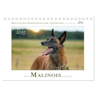 Abbildung von Mit dem Malinois durch das Jahr (Tischkalender 2025 DIN A5 quer), CALVENDO Monatskalender