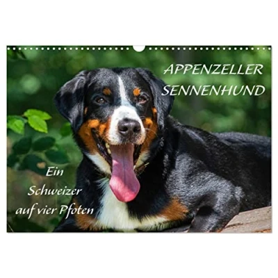 Abbildung von Appenzeller Sennenhund Ein Schweizer auf 4 Pfoten (Wandkalender 2025 DIN A3 quer), CALVENDO Monatskalender